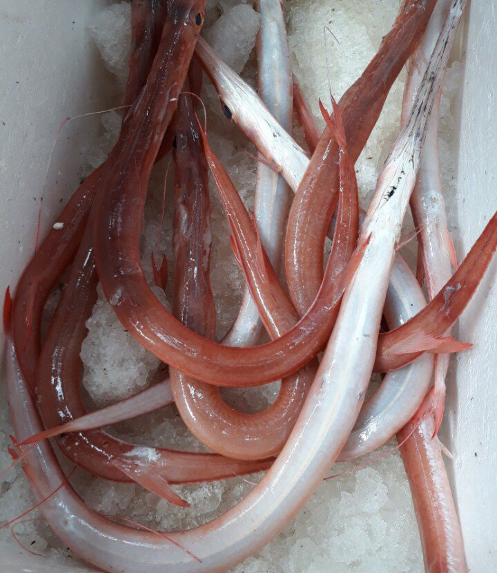 Loài cá có hình dáng kỳ lạ, trông như lươn nhưng thịt dai, thơm, ngọt và cực hiếm - Ảnh 2.