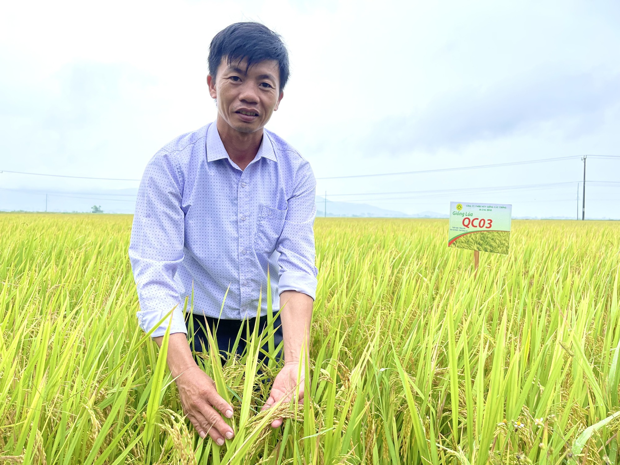 Quảng Bình: Nông dân thăm đồng, ngỡ ngàng với chất lượng, năng suất cao của giống lúa mới này - Ảnh 2.