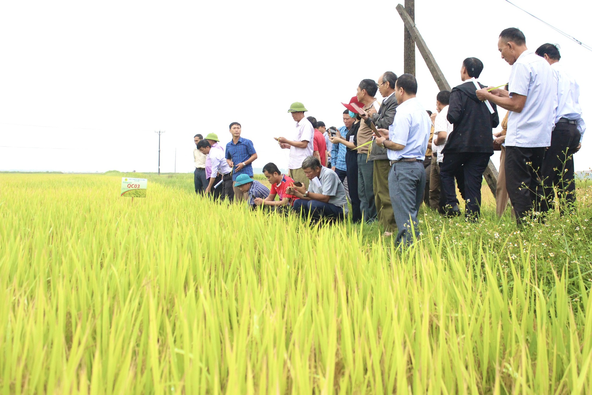 Quảng Bình: Nông dân thăm đồng, ngỡ ngàng với chất lượng, năng suất cao của giống lúa mới này - Ảnh 1.