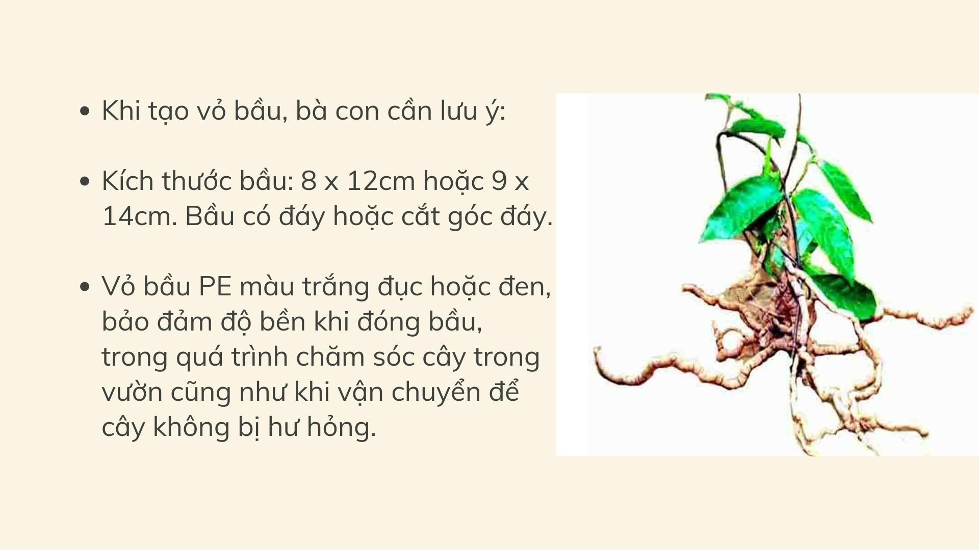 SỔ TAY NHÀ NÔNG: Bật mí kỹ thuật nhân giống cây ba kích đơn giản hiệu quả - Ảnh 2.