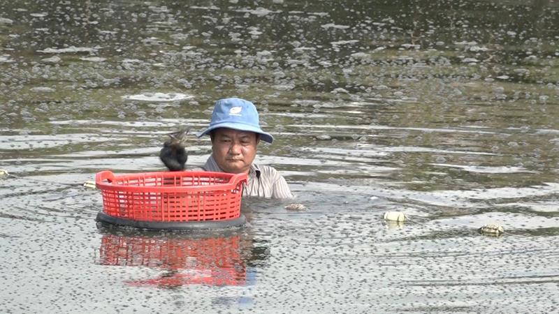 Nuôi tôm sú, tôm thẻ, các nơi bán chật vật, ở một nơi của Đồng Nai nuôi thứ tôm to bự này bán lại khỏe - Ảnh 1.