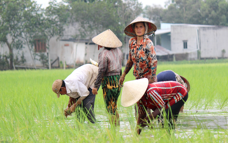 Ông Phạm Thái Bình cho rằng cần có nguồn nhân lực nông nghiệp chất lượng làm cầu nối liên kết nông dân với doanh nghiệp. Ảnh: Trần Khánh