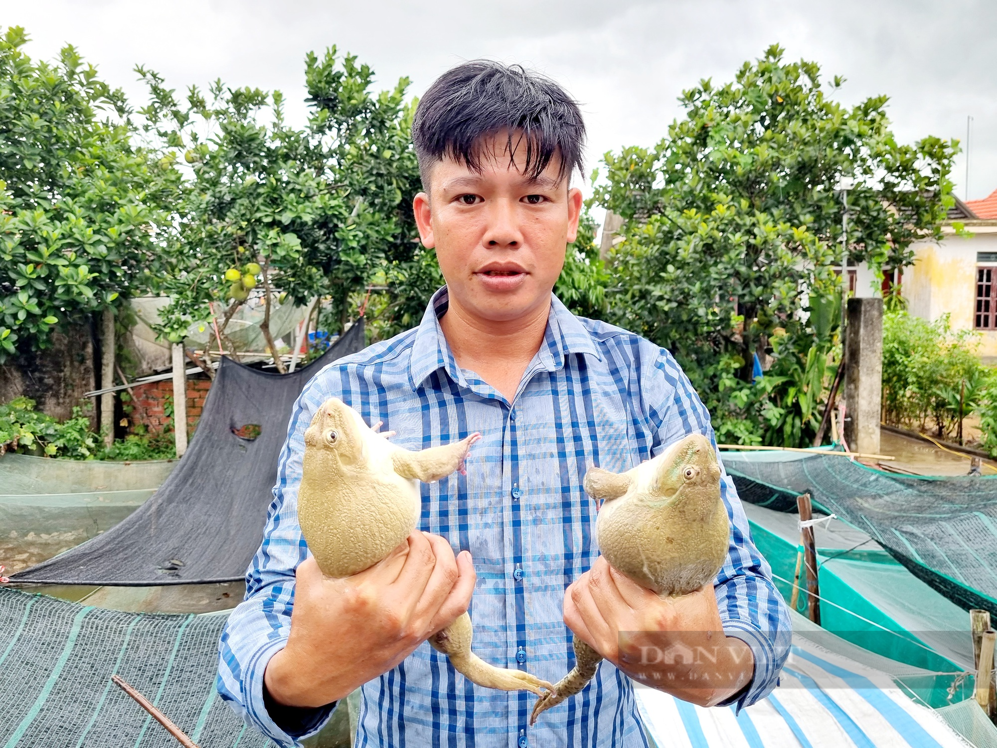 9X Ninh Bình nuôi con ếch Thái trên sàn lưới dưới ao lãi gần 300 triệu đồng - Ảnh 2.
