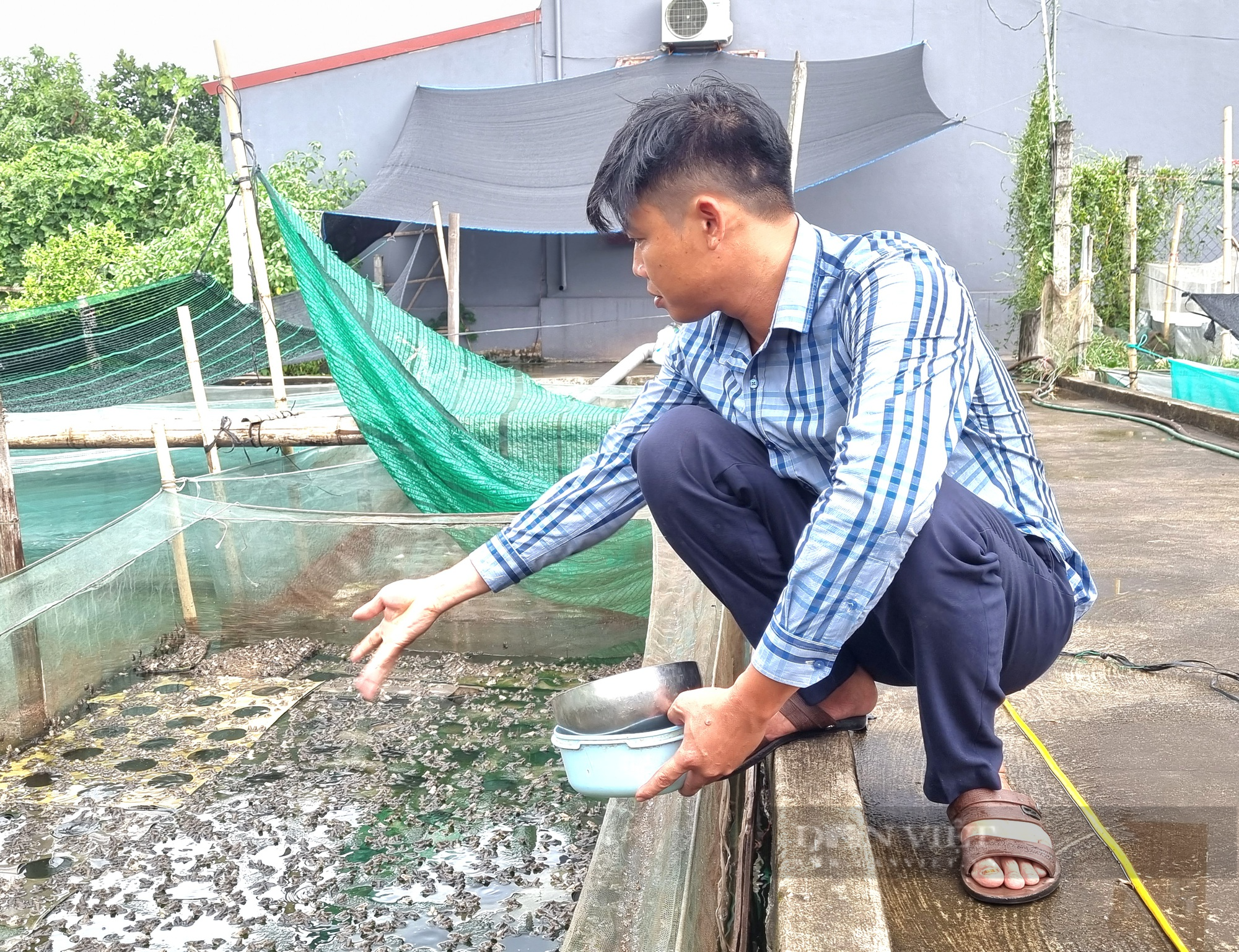 9X Ninh Bình nuôi con ếch Thái trên sàn lưới dưới ao lãi gần 300 triệu đồng - Ảnh 8.