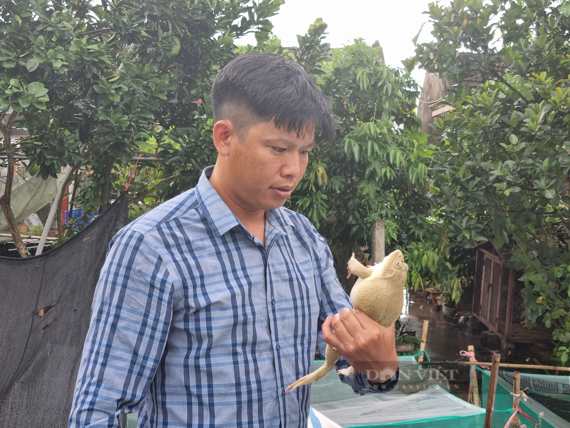 9X Ninh Bình nuôi con ếch Thái trên sàn lưới dưới ao lãi gần 300 triệu đồng - Ảnh 7.