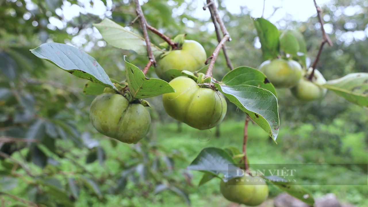 Một nông dân làm du lịch nông nghiệp ở Sơn La trở thành &quot;Nông dân Việt Nam xuất sắc 2023&quot; - Ảnh 3.