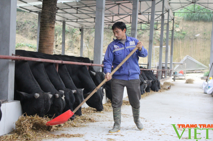 Nuôi vỗ béo bò 3B trên nền đệm lót sinh học, không bỏ đi thứ gì, nhiều nông dân được hưởng lợi - Ảnh 1.