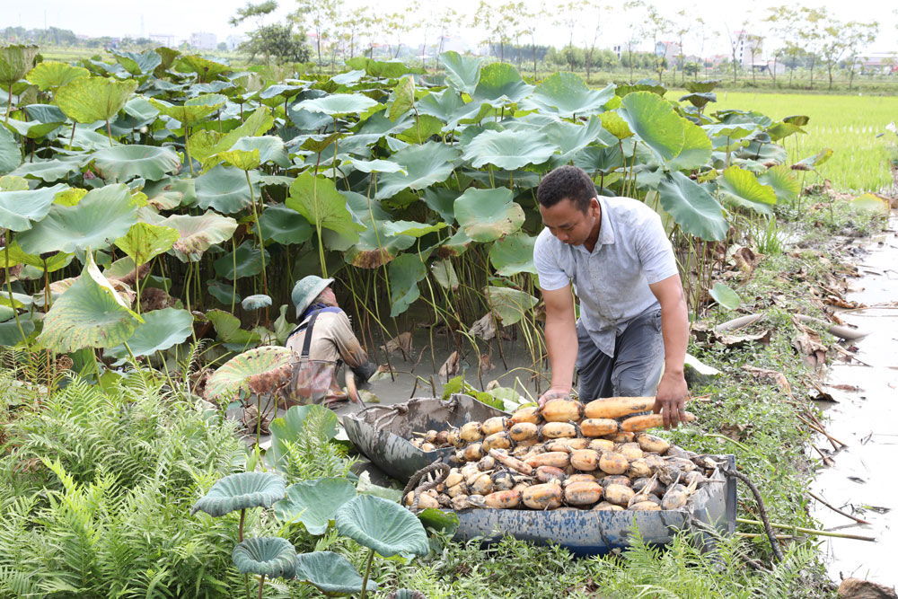 Trồng sen lấy củ, nông dân một huyện của tỉnh Bắc Giang thu ngay 138 triệu đồng/ha - Ảnh 1.