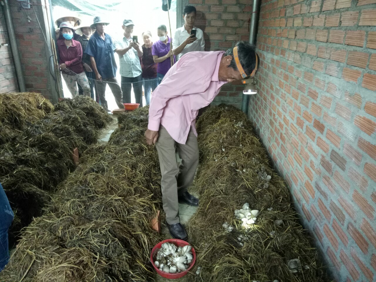 Trồng nấm giỏi, một nông dân ở Bình Định được mời làm giảng viên dạy nghề trồng nấm - Ảnh 3.