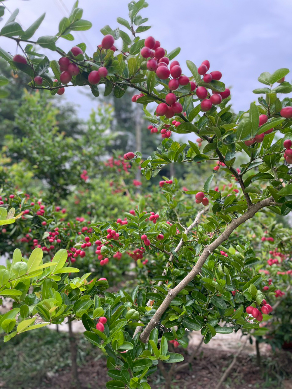 Vườn ở An Giang trồng thứ cây ra trái đẹp như mơ, trông như cây cảnh đang hot, quả ăn ai cũng ham - Ảnh 2.