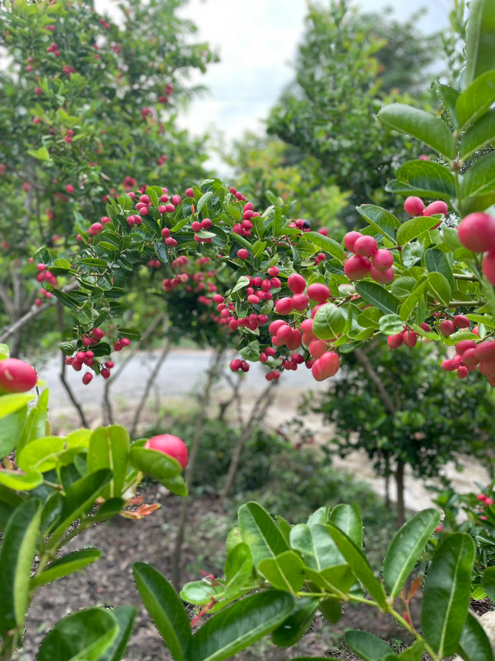 Vườn ở An Giang trồng thứ cây ra trái đẹp như mơ, trông như cây cảnh đang hot, quả ăn ai cũng ham - Ảnh 4.
