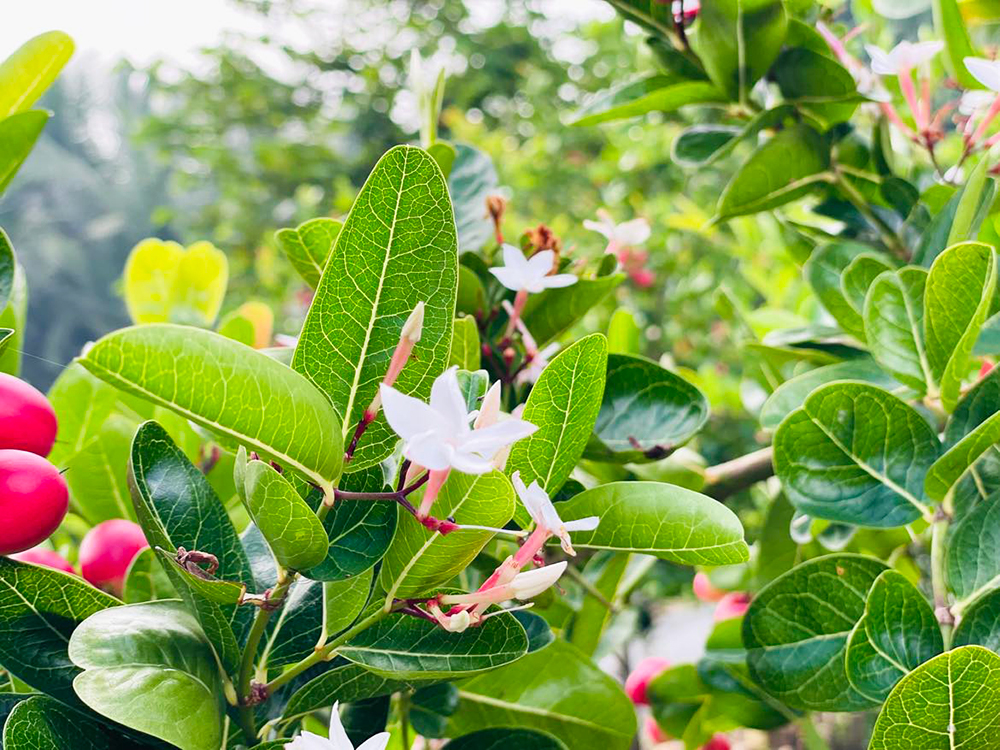 Vườn ở An Giang trồng thứ cây ra trái đẹp như mơ, trông như cây cảnh đang hot, quả ăn ai cũng ham - Ảnh 7.
