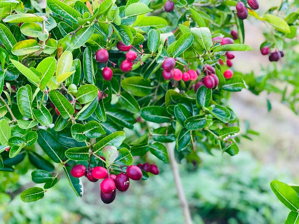 Vườn ở An Giang trồng thứ cây ra trái đẹp như mơ, trông như cây cảnh đang hot, quả ăn ai cũng ham - Ảnh 10.