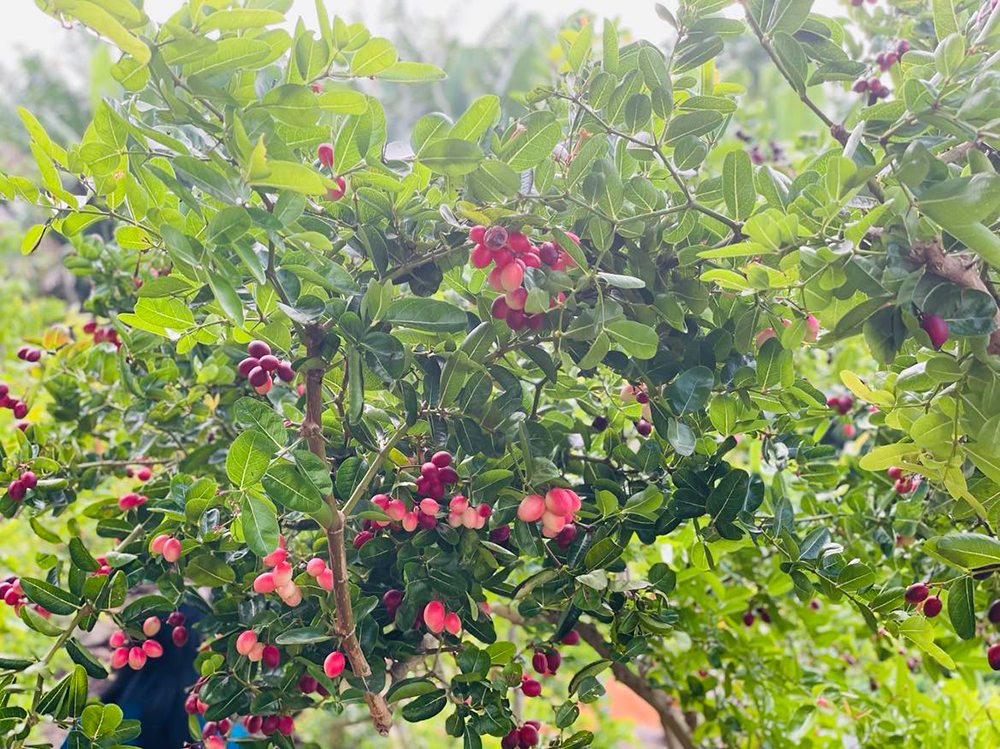 Vườn ở An Giang trồng thứ cây ra trái đẹp như mơ, trông như cây cảnh đang hot, quả ăn ai cũng ham - Ảnh 9.