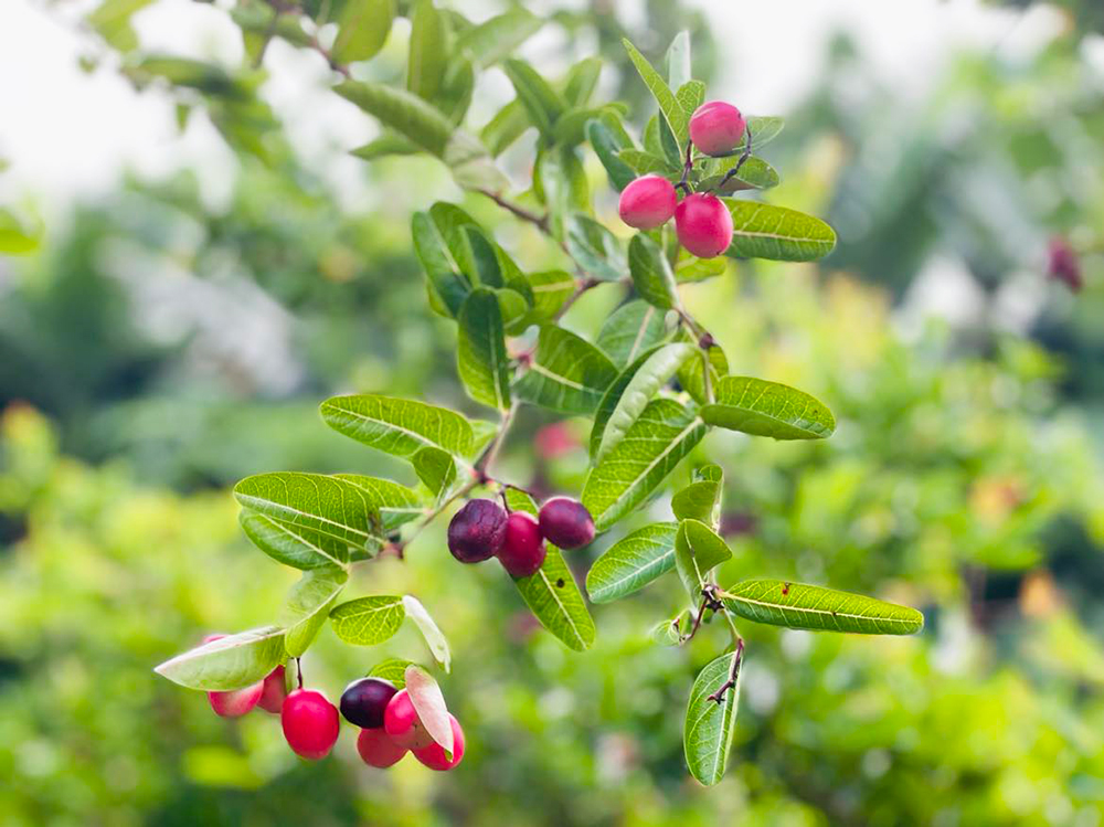 Vườn ở An Giang trồng thứ cây ra trái đẹp như mơ, trông như cây cảnh đang hot, quả ăn ai cũng ham - Ảnh 11.
