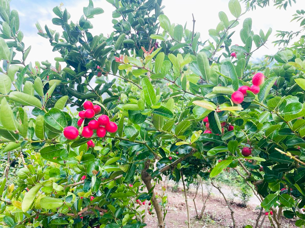Vườn ở An Giang trồng thứ cây ra trái đẹp như mơ, trông như cây cảnh đang hot, quả ăn ai cũng ham - Ảnh 3.