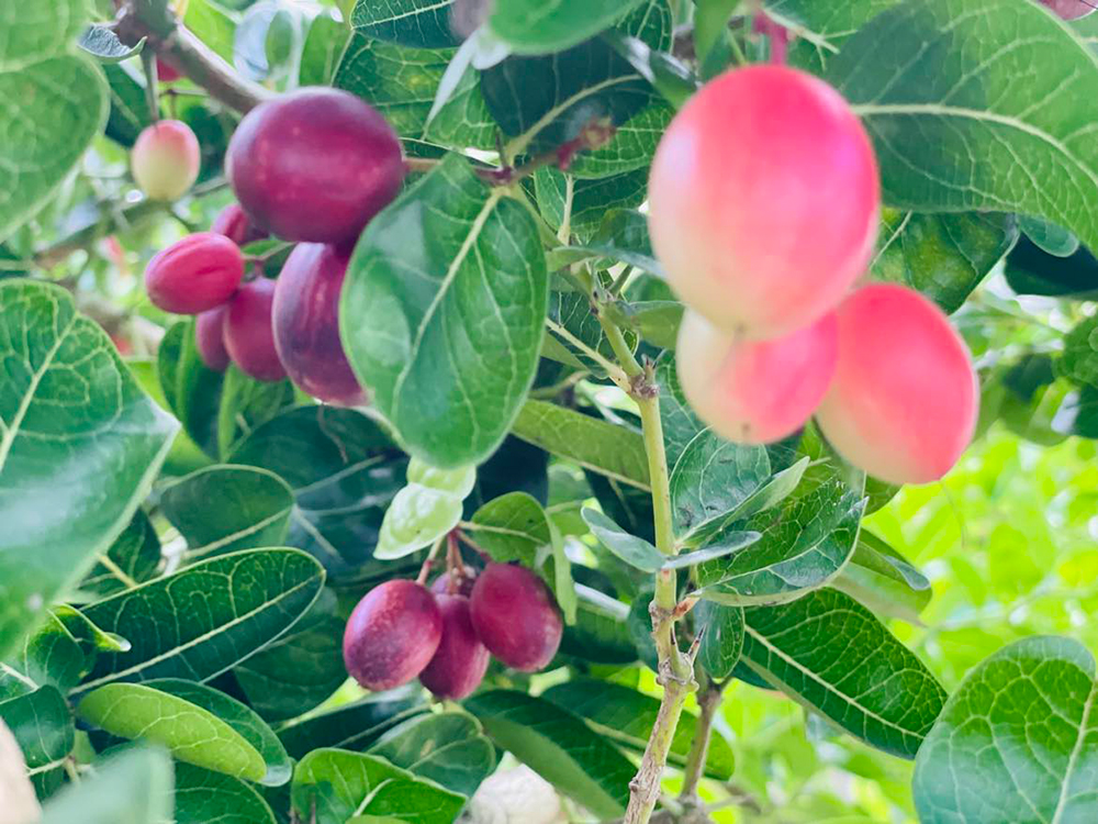 Vườn ở An Giang trồng thứ cây ra trái đẹp như mơ, trông như cây cảnh đang hot, quả ăn ai cũng ham - Ảnh 8.
