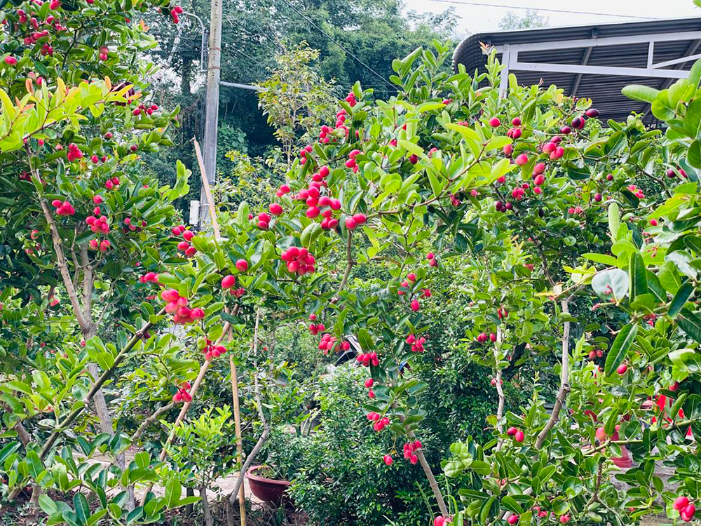 Vườn ở An Giang trồng thứ cây ra trái đẹp như mơ, trông như cây cảnh đang hot, quả ăn ai cũng ham - Ảnh 1.