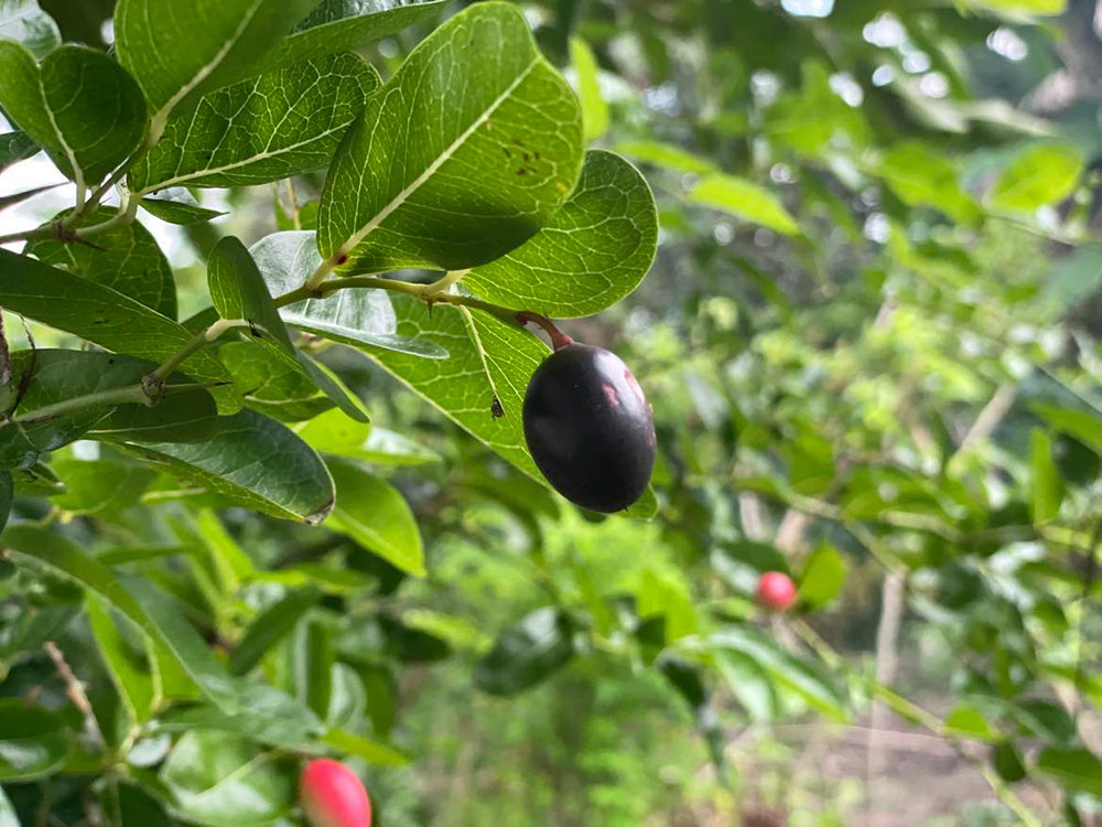 Vườn ở An Giang trồng thứ cây ra trái đẹp như mơ, trông như cây cảnh đang hot, quả ăn ai cũng ham - Ảnh 12.