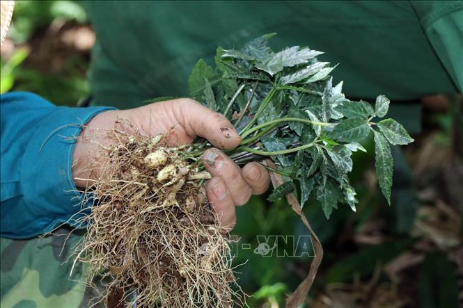 Nhiều ý kiến phản hồi về đề nghị thành lập Hiệp hội sản xuất sâm Việt Nam - Ảnh 1.