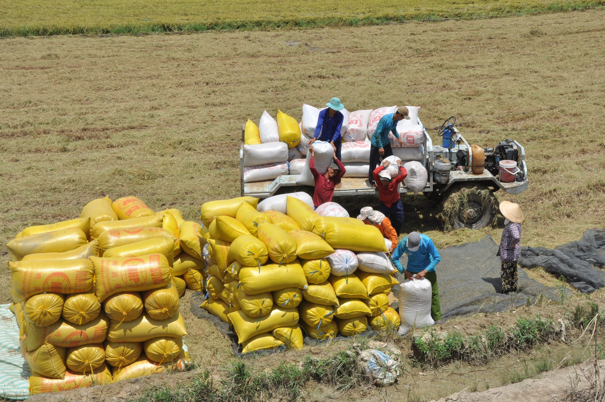 Việt Nam không lo thiếu gạo xuất khẩu trong năm 2023 - Ảnh 2.