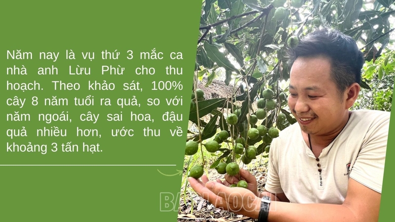 Ai ngờ trồng được cây mắc ca ra thứ hạt &quot;nữ hoàng quả khô&quot; ở một nơi của Lào Cai, thấy trep la liệt trái - Ảnh 1.