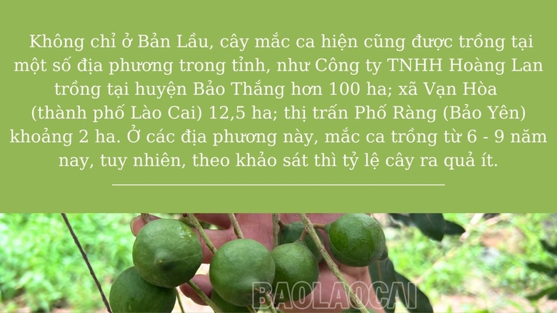 Ai ngờ trồng được cây mắc ca ra thứ hạt &quot;nữ hoàng quả khô&quot; ở một nơi của Lào Cai, thấy trep la liệt trái - Ảnh 3.