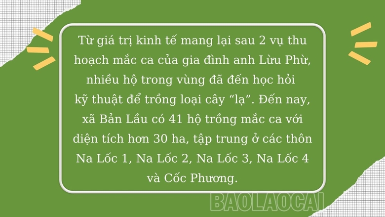 Ai ngờ trồng được cây mắc ca ra thứ hạt &quot;nữ hoàng quả khô&quot; ở một nơi của Lào Cai, thấy trep la liệt trái - Ảnh 2.
