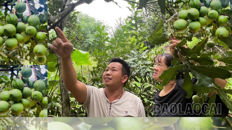 Ai ngờ trồng được cây mắc ca ra thứ hạt &quot;nữ hoàng quả khô&quot; ở một nơi của Lào Cai, thấy trep la liệt trái - Ảnh 4.