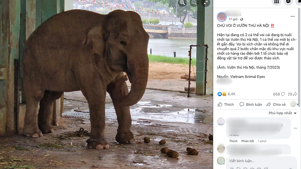 Giám đốc Vườn thú Hà Nội nói gì trước việc voi vẫn bị xích chân dù có hàng rào điện? - Ảnh 1.