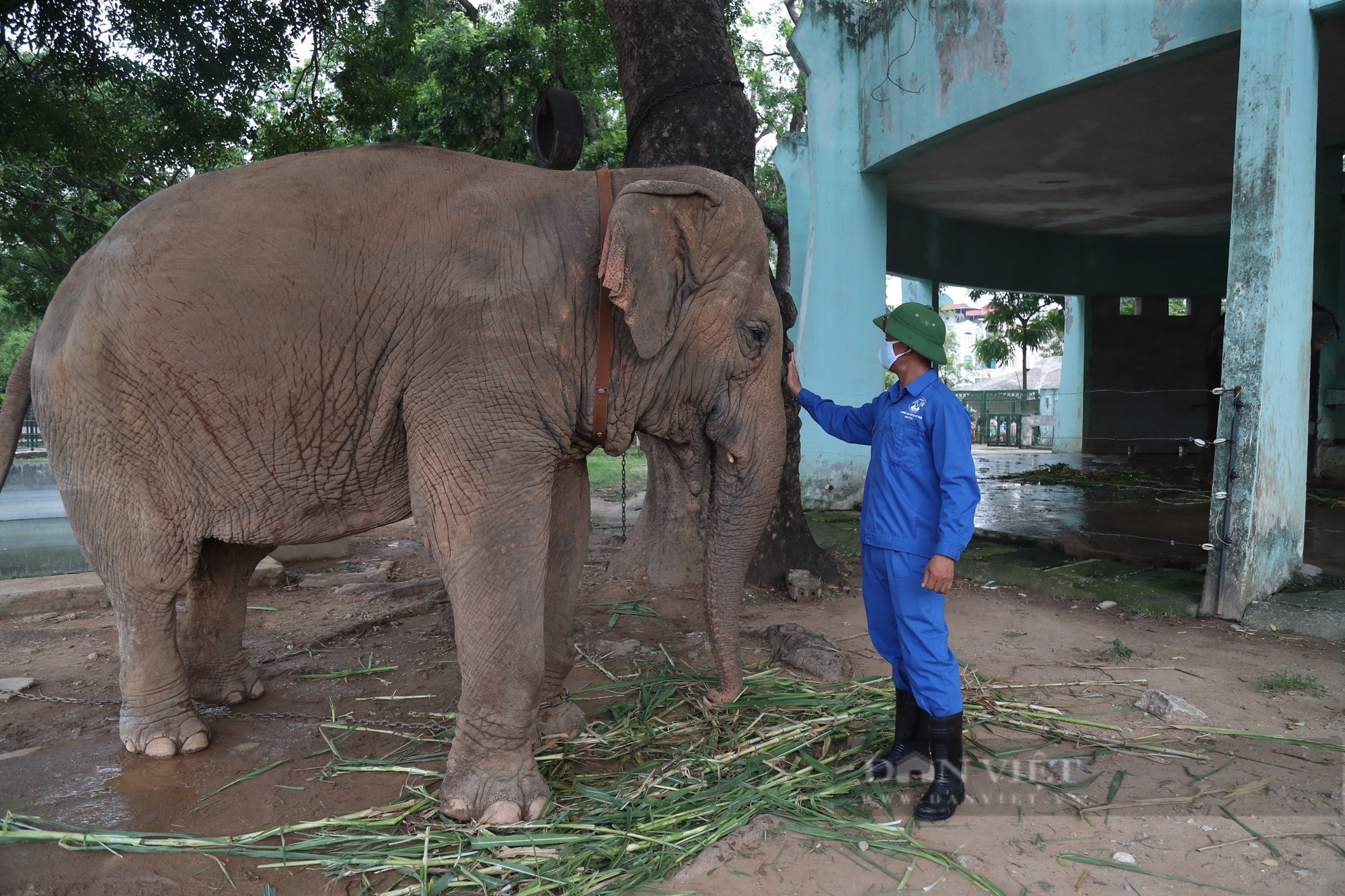 Giám đốc Vườn thú Hà Nội nói gì trước việc voi vẫn bị xích chân dù có hàng rào điện? - Ảnh 2.