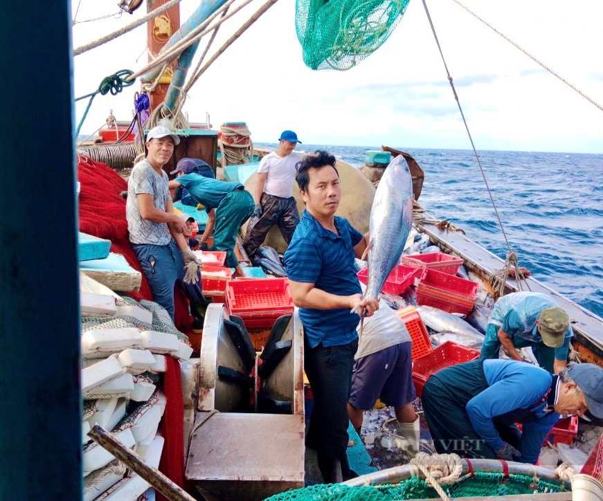 Môt ngư dân Quảng Bình sắm tàu săn cá ngừ, cá nục thu tiền tỷ mỗi chuyến là Nông dân Việt Nam xuất sắc 2023 - Ảnh 3.