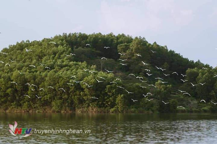 Vùng đảo này ở Nghệ An không ở ngoài biển mà ở miền núi, đẹp như mơ, người ta đang lên xem - Ảnh 8.