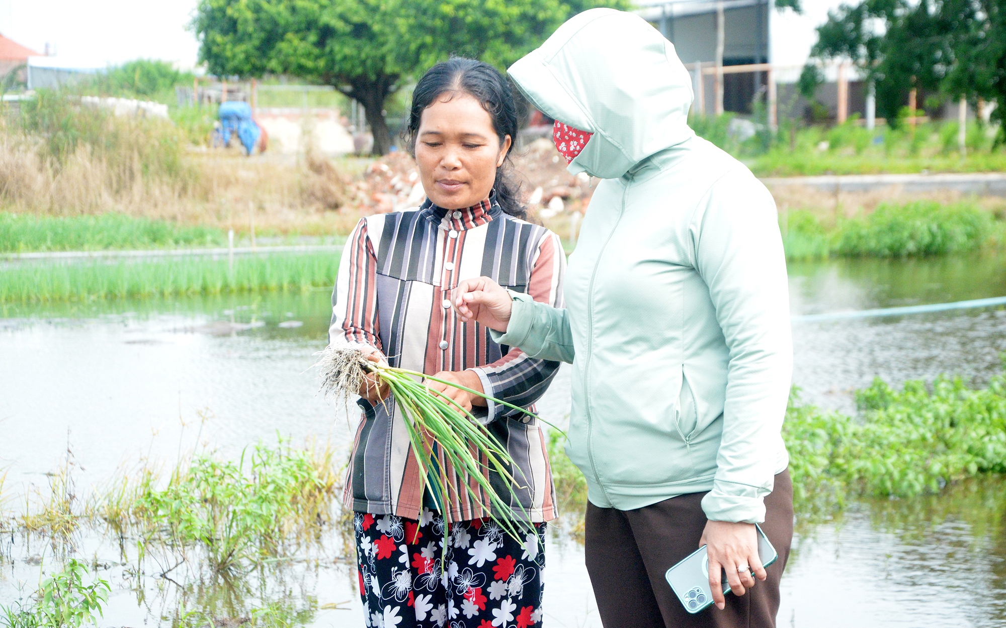 Mấy thứ rau này đang bán đắt hàng, chợt mưa kéo dài ngập lụt hết, dân nơi này ở Bà Rịa-Vũng Tàu mất trắng