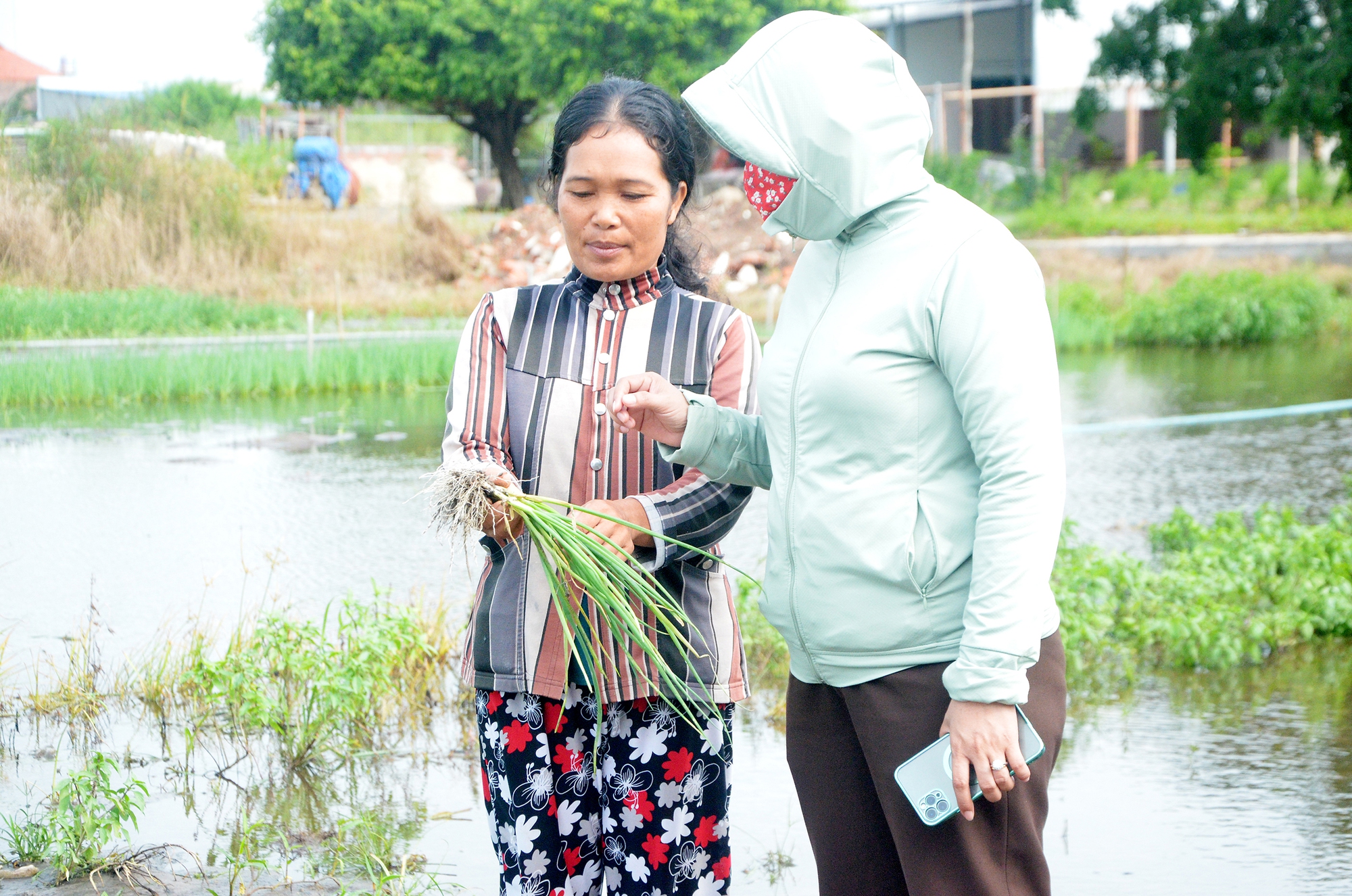 Mấy thứ rau này đang bán đắt hàng, chợt mưa kéo dài ngập lụt hết, dân nơi này ở Bà Rịa-Vũng Tàu mất trắng - Ảnh 1.