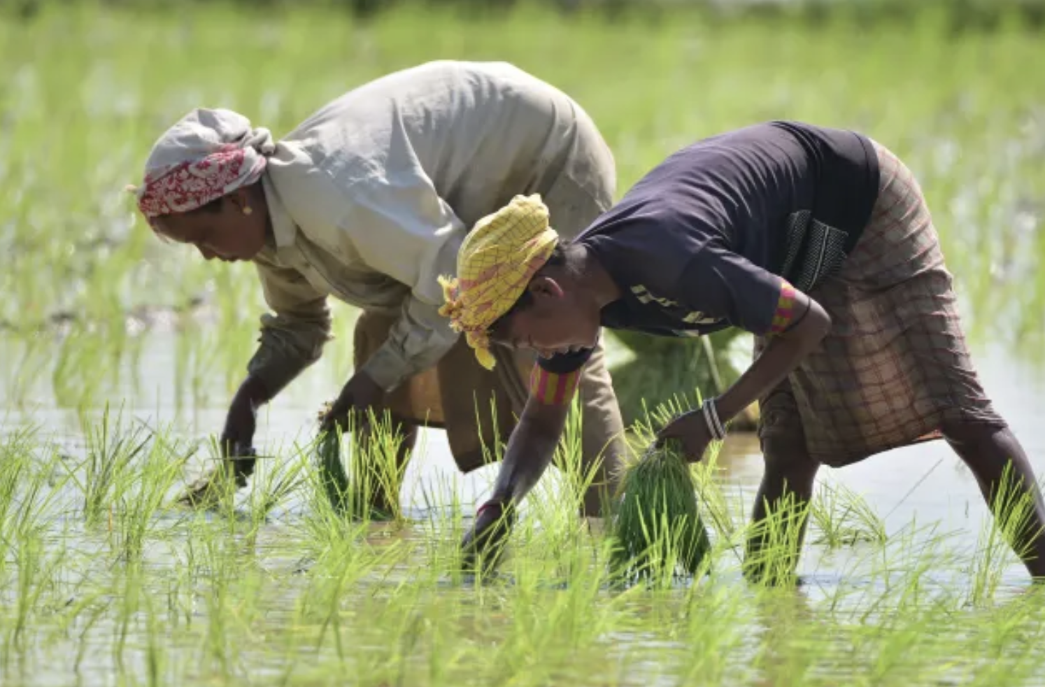 Ấn Độ cấm xuất khẩu gạo gây biến động ra sao trên thị trường thế giới? - Ảnh 2.