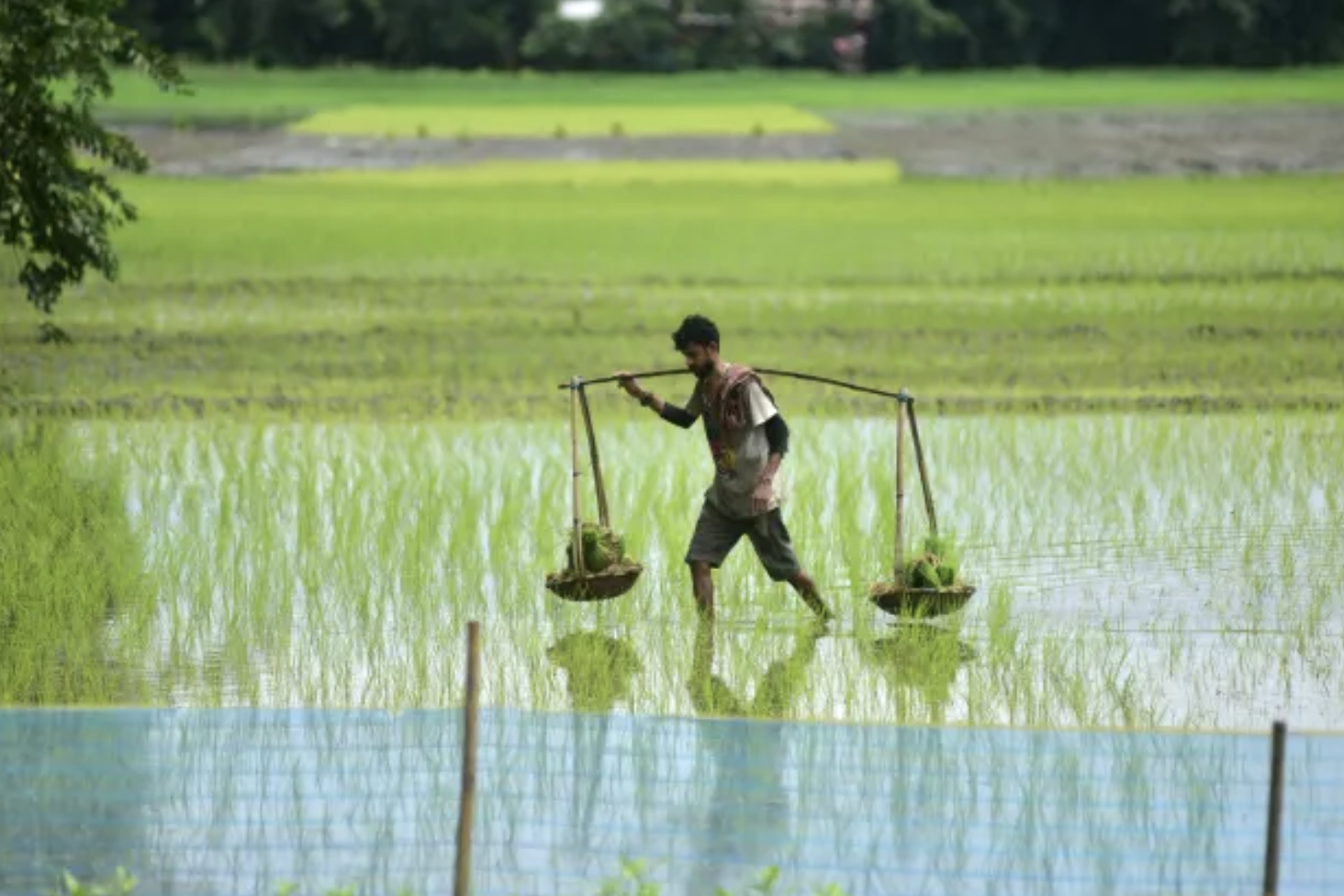 Ấn Độ cấm xuất khẩu gạo gây biến động ra sao trên thị trường thế giới? - Ảnh 3.