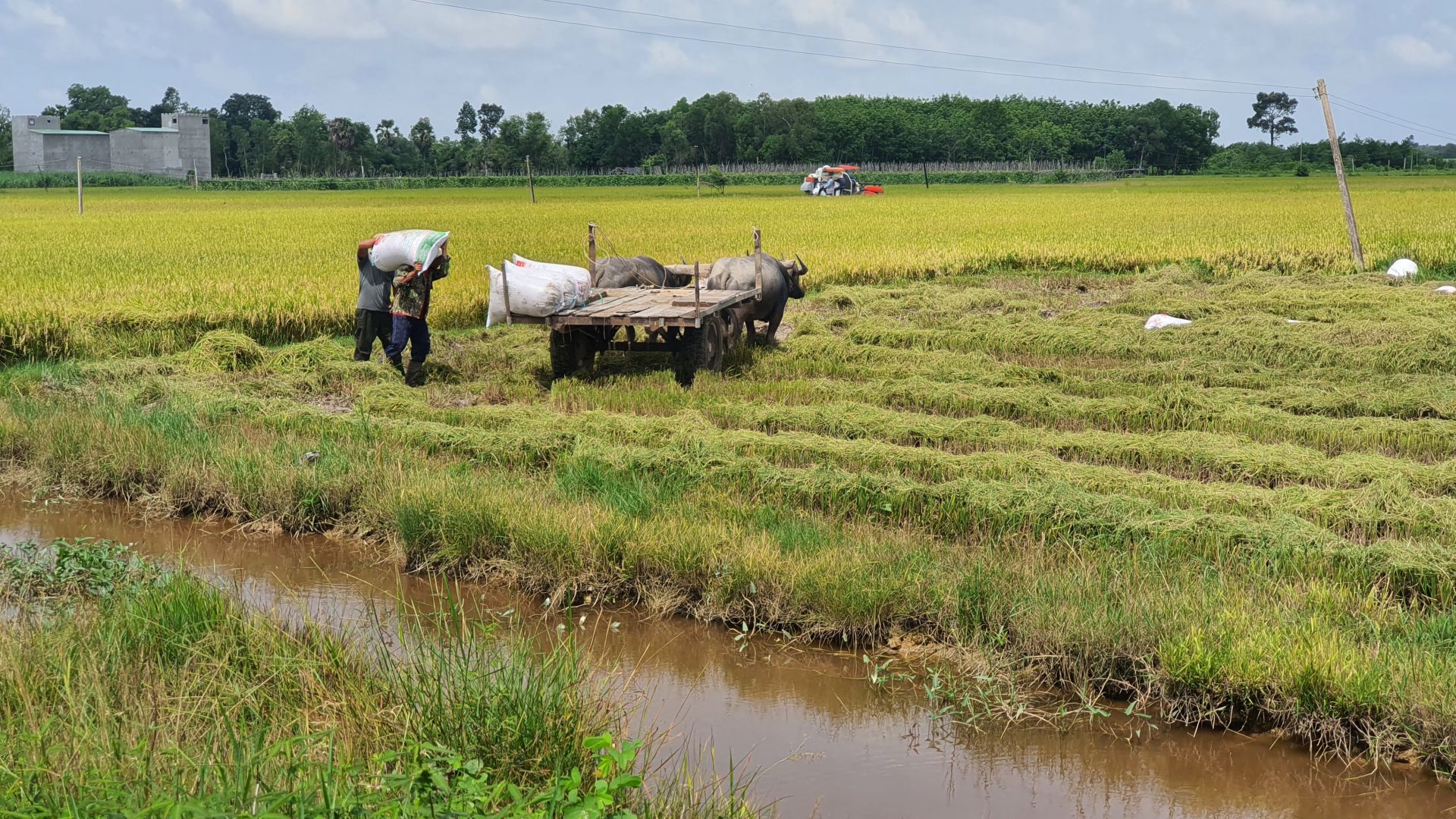 Lúa hè thu vừa thu hoạch đã có thương lái chờ sẵn đặt cọc giá cao, nông dân Tây Ninh mừng ra mặt - Ảnh 1.