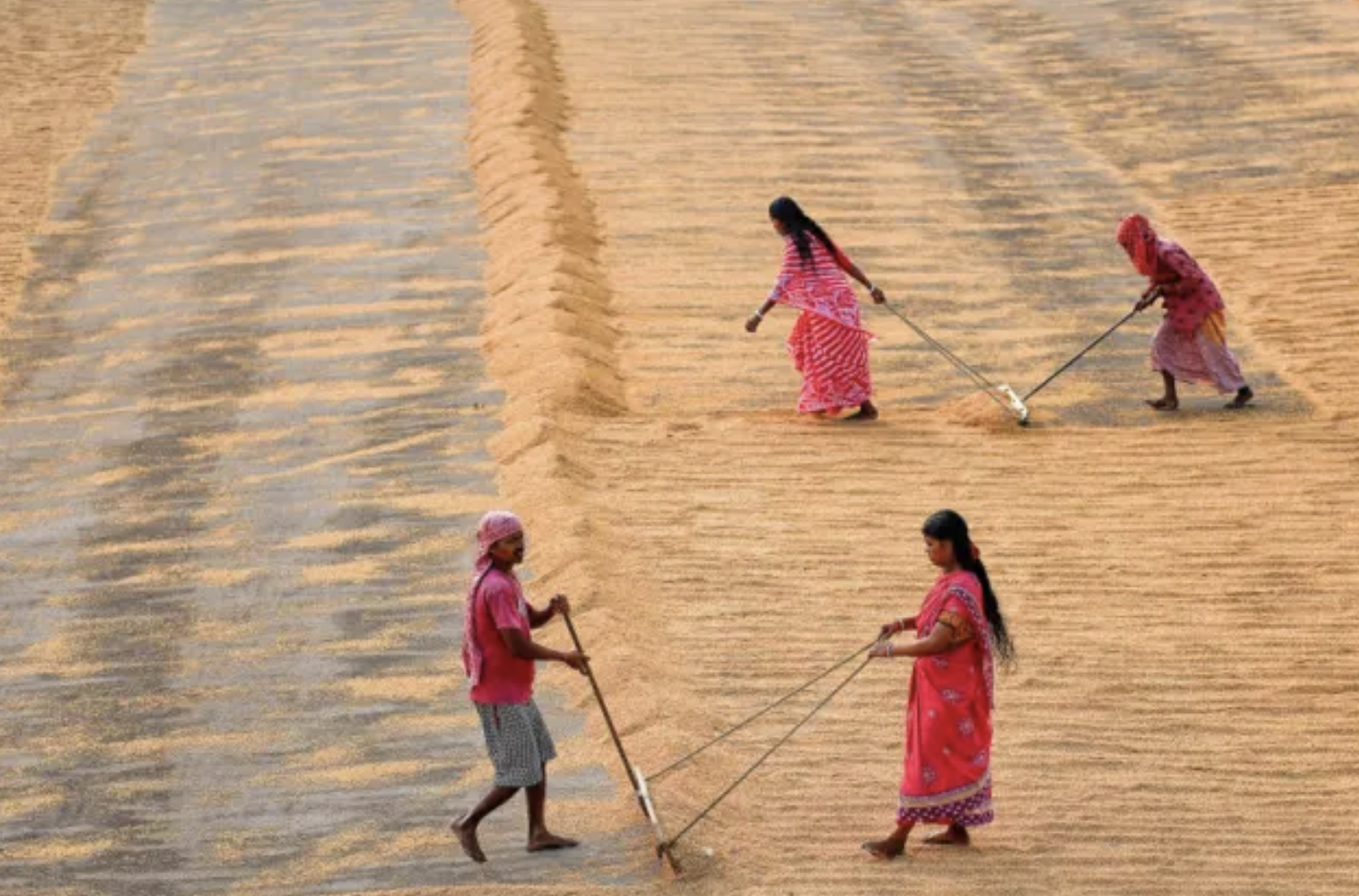Ấn Độ cấm xuất khẩu gạo gây biến động ra sao trên thị trường thế giới? - Ảnh 1.
