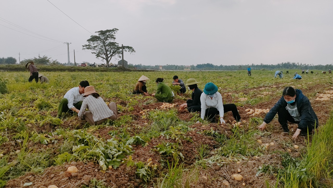 Liên kết trong sản xuất nông nghiệp, thúc đẩy xây dựng nông thôn mới ở Minh Hòa - Ảnh 2.