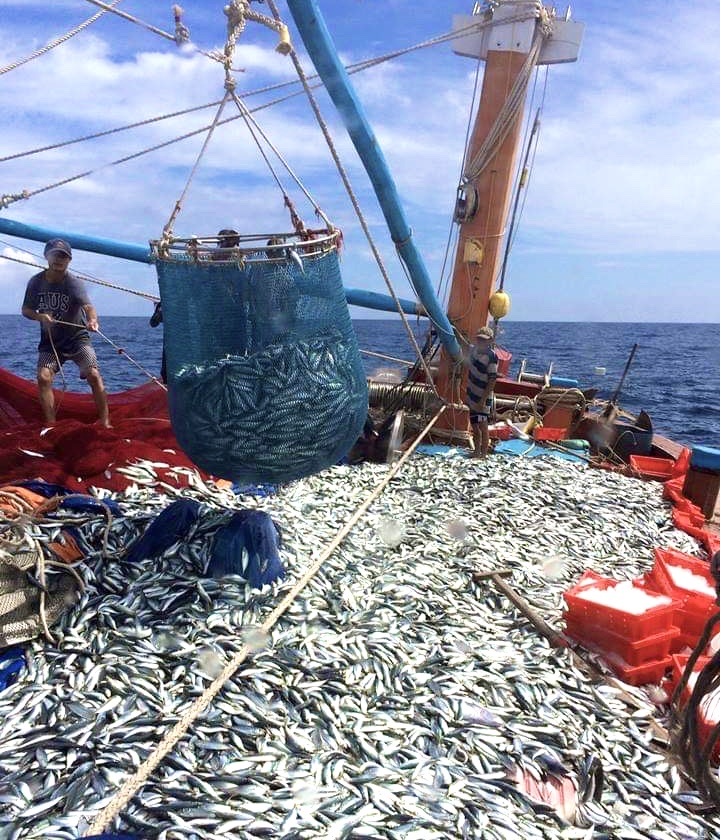 Quảng Bình: Ngư dân vươn khơi trong mùa biển động trúng mẻ cá đỏ củ thu về 300 triệu đồng - Ảnh 2.