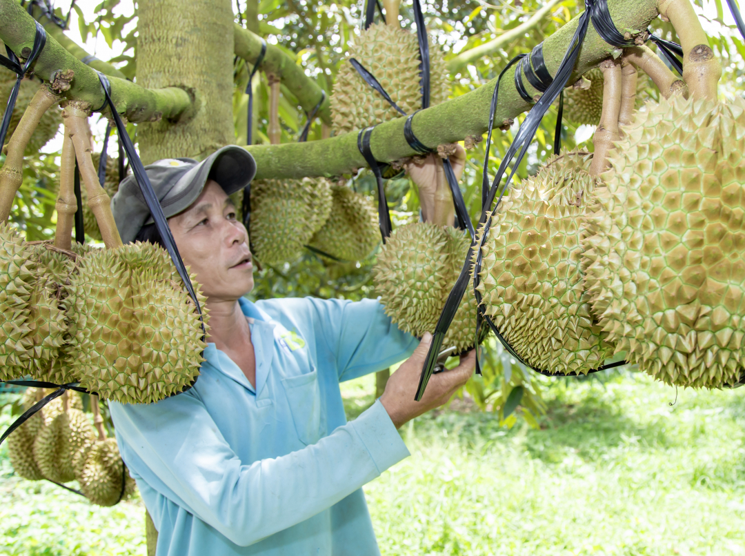 Vùng đất này của Khánh Hòa thơm lừng mùi sầu riêng, thương lái tấp nập, chốt giá liên tục, có nhà thu tiền tỷ - Ảnh 1.