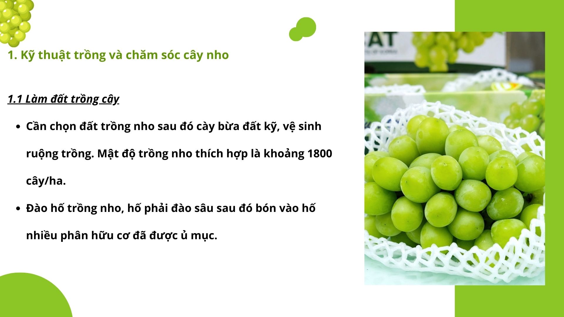 SỔ TAY NHÀ NÔNG: Kỹ thuật trồng và nhân giống nho cho người mới bắt đầu - Ảnh 2.