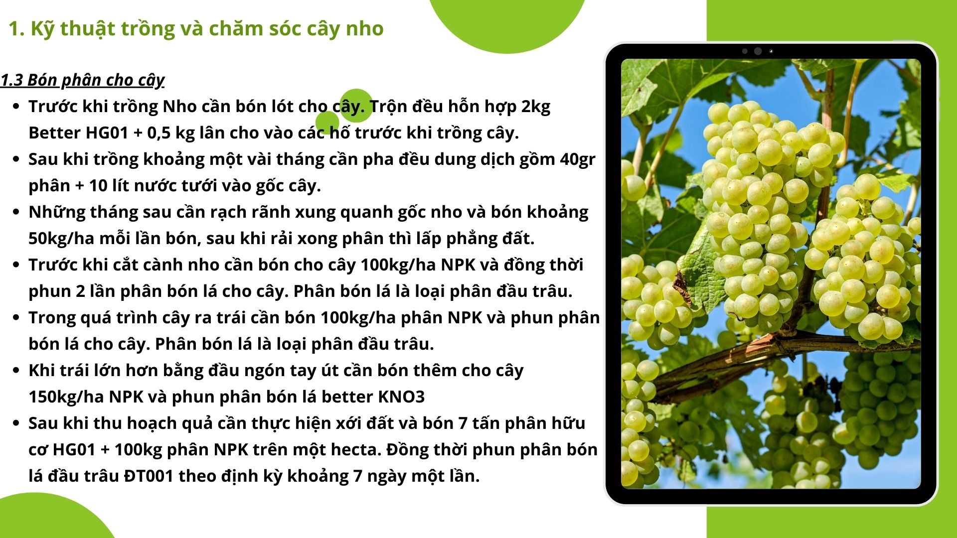 SỔ TAY NHÀ NÔNG: Kỹ thuật trồng và nhân giống nho cho người mới bắt đầu - Ảnh 4.