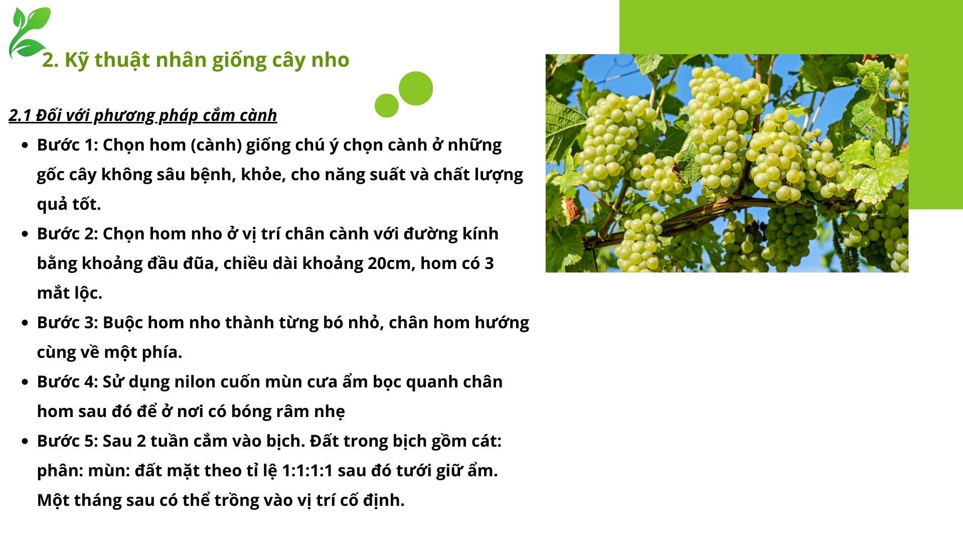 SỔ TAY NHÀ NÔNG: Kỹ thuật trồng và nhân giống nho cho người mới bắt đầu - Ảnh 5.