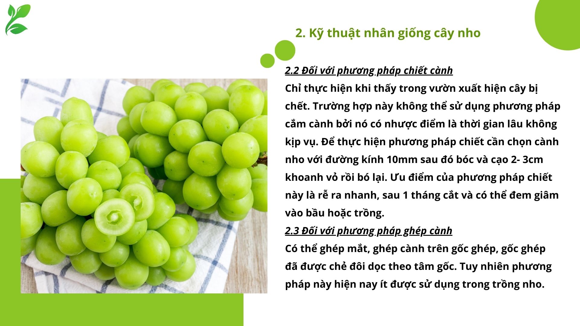 SỔ TAY NHÀ NÔNG: Kỹ thuật trồng và nhân giống nho cho người mới bắt đầu - Ảnh 6.