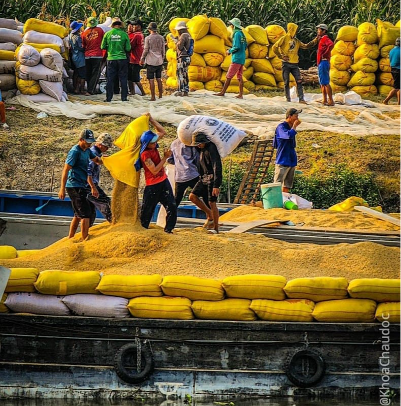 Giá gạo xuất khẩu Việt Nam chính thức vượt 600 USD/tấn, cao nhất mọi thời đại - Ảnh 1.