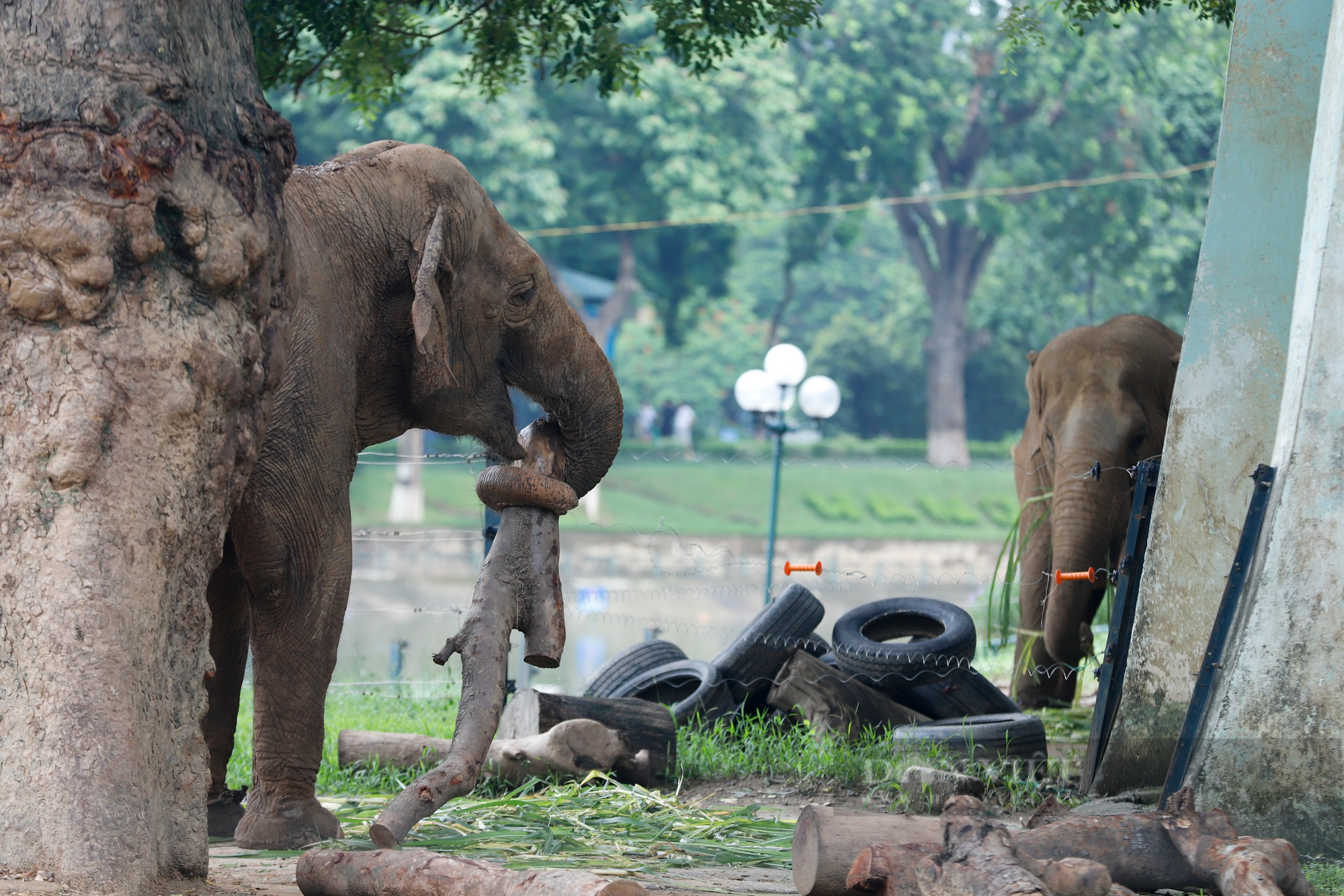Cận cảnh 2 chú voi bị xiềng xích chân in hằn vết ở vườn thú Hà Nội  - Ảnh 7.