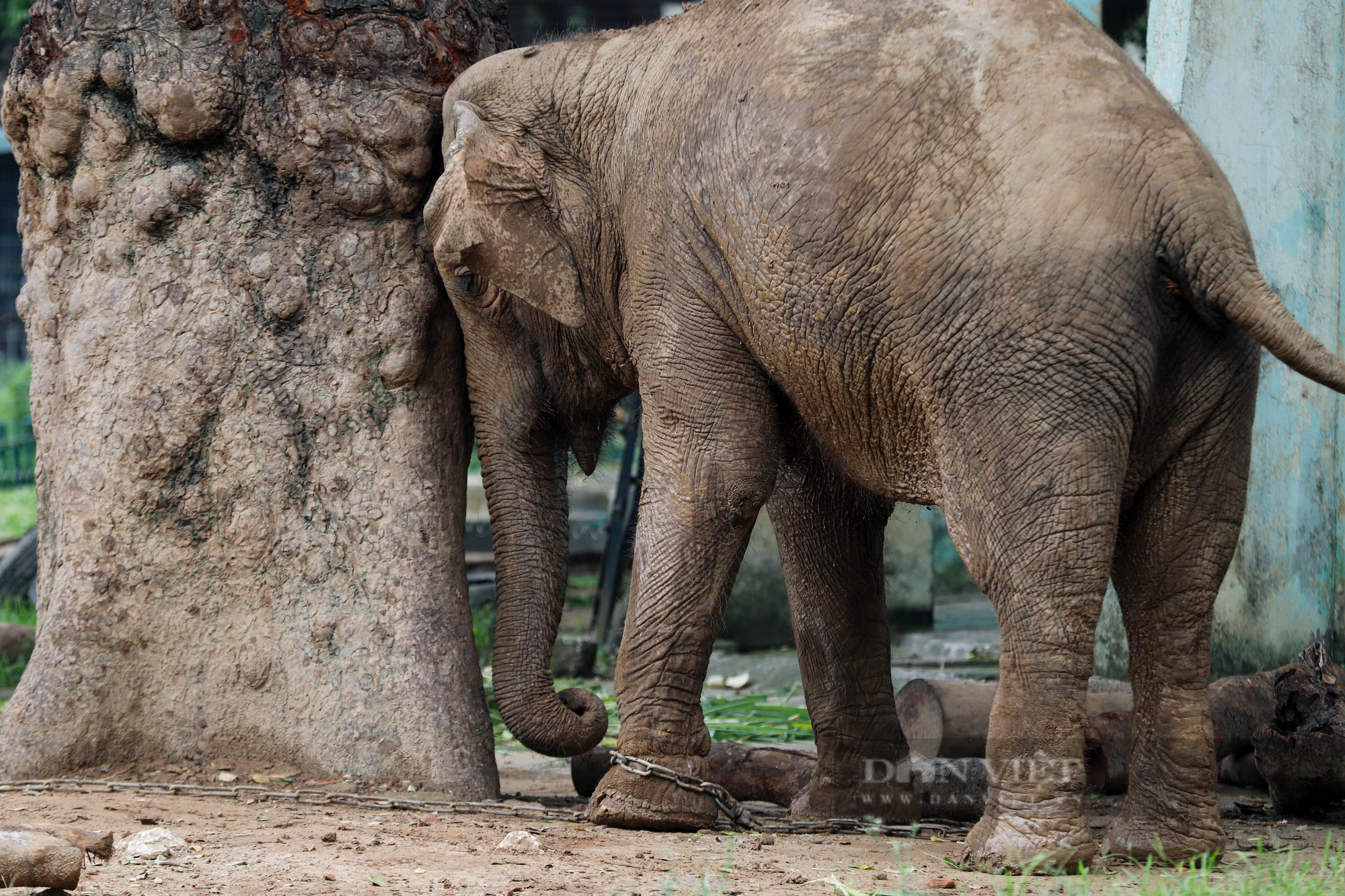 Cận cảnh 2 chú voi bị xiềng xích chân in hằn vết ở vườn thú Hà Nội  - Ảnh 8.