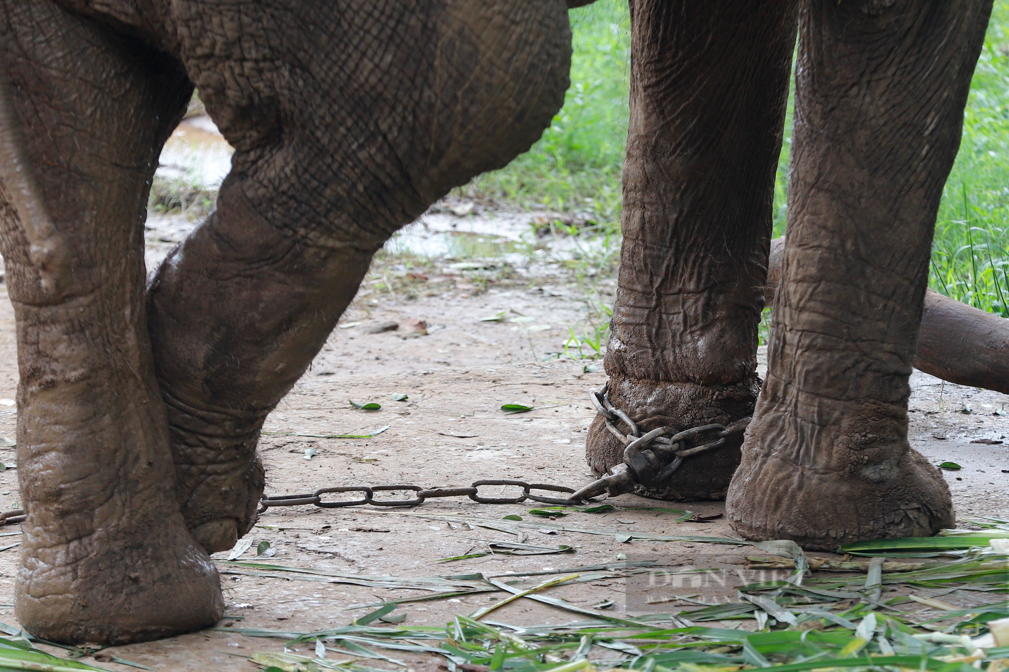 Cận cảnh 2 chú voi bị xiềng xích chân in hằn vết ở vườn thú Hà Nội  - Ảnh 9.